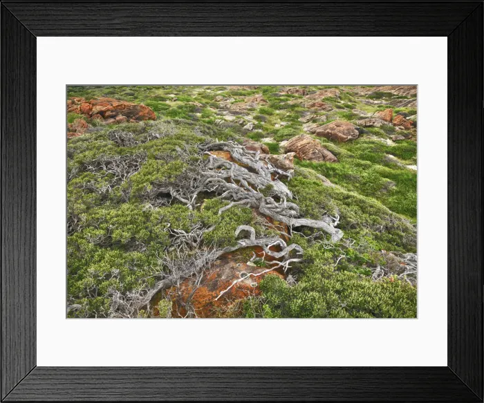 Framed Print : Stump - Australia, Western Australia, Southwest, Leeuwin Naturaliste National Park Framed Print : Stump - Australia, Western Australia, Southwest, Leeuwin Naturaliste National Park
