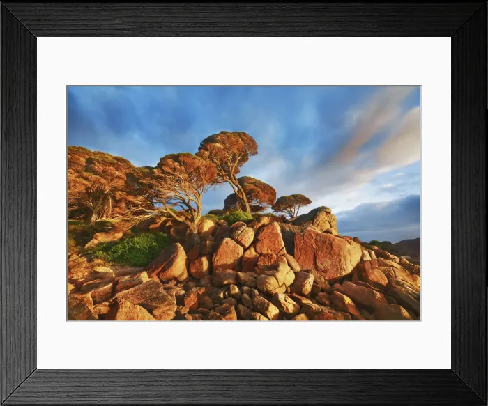 Framed Print : Coast landscape with pines at Bunker Bay - Australia, Western Australia, Southwest
