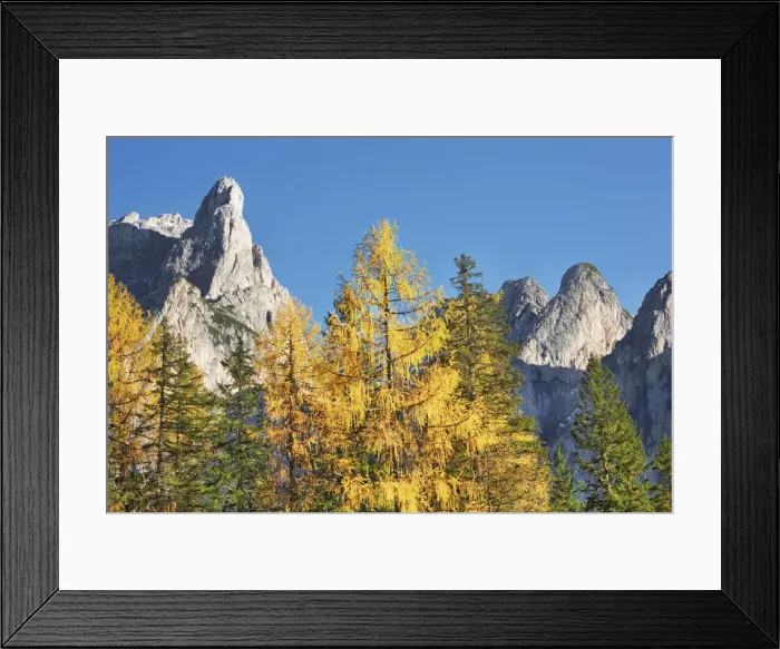 Framed Print : Mountain impression Grosser Rosskopf and larch forest in autumn - Italy