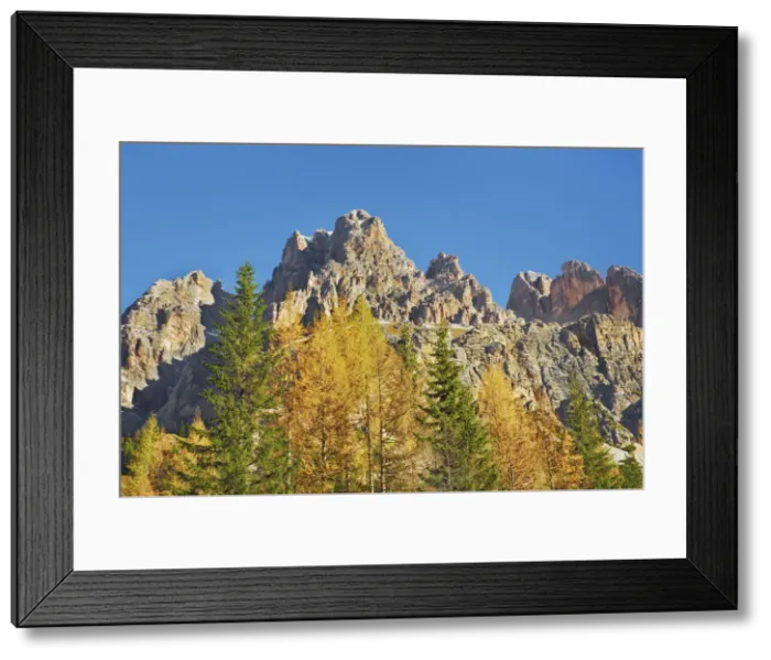 Framed Print : Mountain impression Monte Cristallo and larches in autumn - Italy, Veneto, Belluno