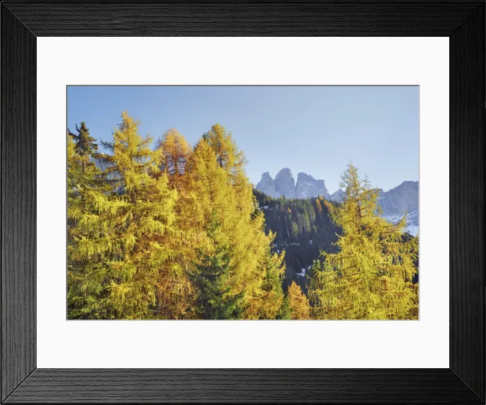 Framed Print : Larch forest and Gruppo delle Odle in autumn - Italy, Trentino-Alto Adige, South Tyrol Framed Print : Larch forest and Gruppo delle Odle in autumn - Italy, Trentino-Alto Adige, South Tyrol