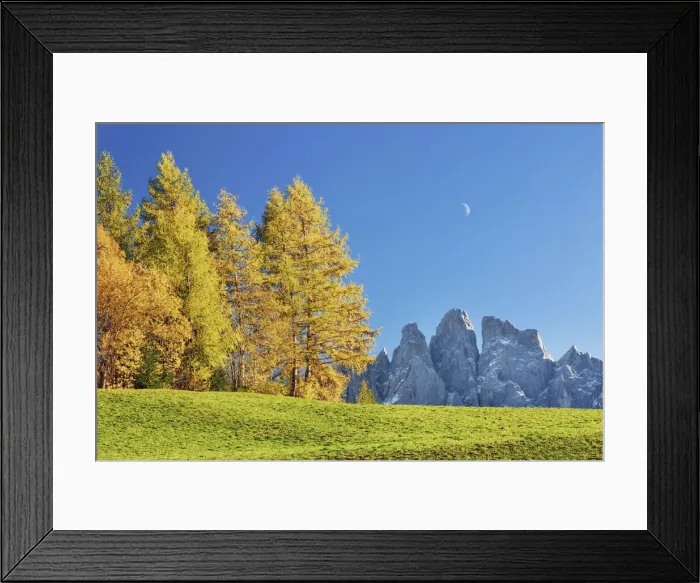 Framed Print : Larch forest in autumn with Gruppo delle Odle - Italy, Trentino-Alto Adige, South Tyrol Framed Print : Larch forest in autumn with Gruppo delle Odle - Italy, Trentino-Alto Adige, South Tyrol