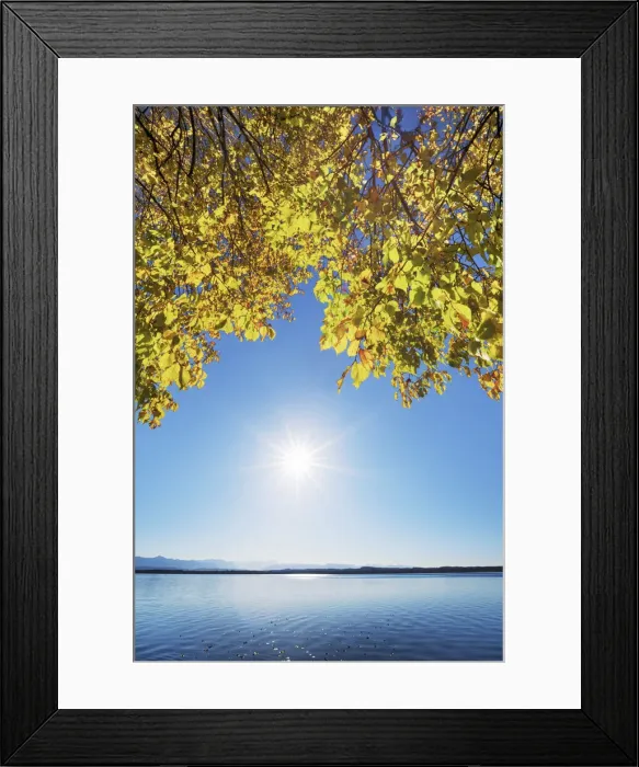 Framed Print : Beech forest in autumn colours - Germany, Bavaria, Upper Bavaria, Bad Tolz-Wolfratshausen, Munsing, Ambach - Funfseenland, Lake Starnberg Framed Print : Beech forest in autumn colours - Germany, Bavaria, Upper Bavaria, Bad Tolz-Wolfratshausen, Munsing, Ambach - Funfseenland, Lake Starnberg