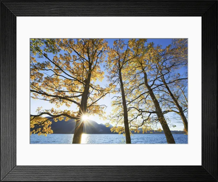 Framed Print : Oak forest in autumn colours at Lake Kochel - Germany, Bavaria, Upper Bavaria, Bad Tolz-Wolfratshausen, Kochel - Alps, Lake Kochel