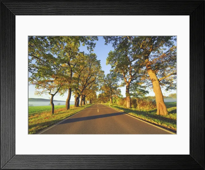 Framed Print : Oak alley in autumn colours - Germany, Bavaria, Upper Bavaria, Starnberg, Seefeld, Meiling - Funfseenland Framed Print : Oak alley in autumn colours - Germany, Bavaria, Upper Bavaria, Starnberg, Seefeld, Meiling - Funfseenland