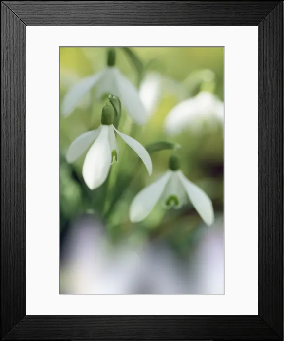 Framed Print : Snowdrop - Germany, Bavaria, Upper Bavaria, Munich, Taufkirchen Framed Print : Snowdrop - Germany, Bavaria, Upper Bavaria, Munich, Taufkirchen