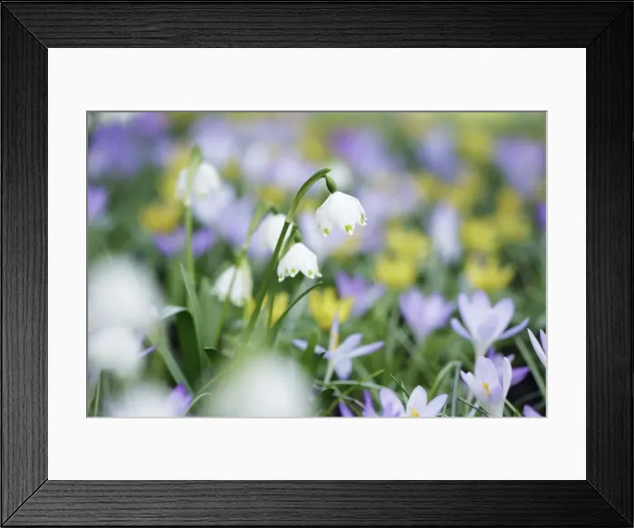 Framed Print : Spring snowflake with crocuses and winter aconites - Germany, Bavaria, Upper Bavaria