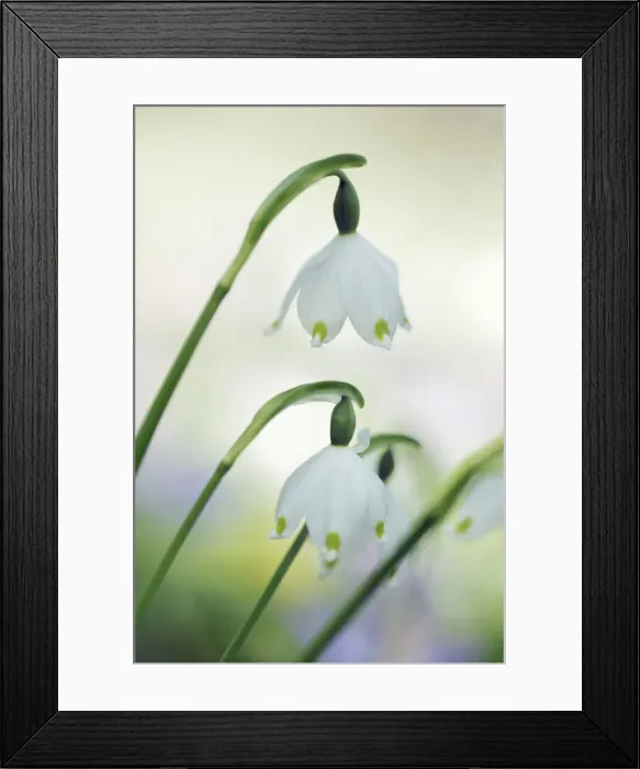 Framed Print : Spring snowflake - Germany, Bavaria, Upper Bavaria, Munich, Taufkirchen Framed Print : Spring snowflake - Germany, Bavaria, Upper Bavaria, Munich, Taufkirchen