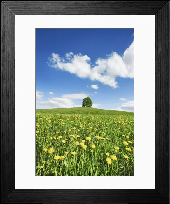 Framed Print : Agricultural landscape with dandelion meadow and lime tree - Germany, Bavaria, Upper Bavaria, Bad Tolz-Wolfratshausen, Egling Framed Print : Agricultural landscape with dandelion meadow and lime tree - Germany, Bavaria, Upper Bavaria, Bad Tolz-Wolfratshausen, Egling