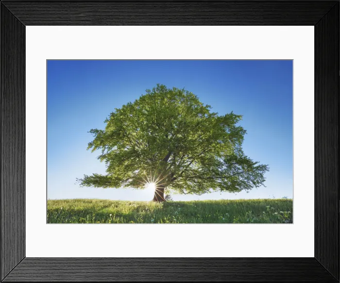 Framed Print : European beech - Germany, Bavaria, Swabia, OstAllgau, Rieden - Allgau, Forggensee