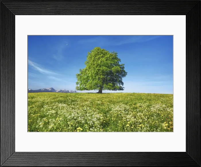 Framed Print : European beech in dandelion meadow - Germany, Bavaria, Swabia, OstAllgau, Rieden - Allgau Framed Print : European beech in dandelion meadow - Germany, Bavaria, Swabia, OstAllgau, Rieden - Allgau
