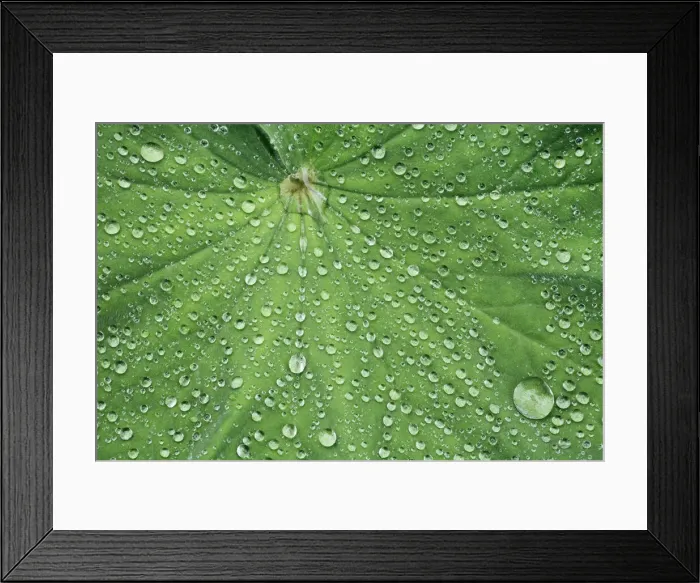 Framed Print : Waterdrop on leaf - Germany, Bavaria, Upper Bavaria, Munich, Westpark Framed Print : Waterdrop on leaf - Germany, Bavaria, Upper Bavaria, Munich, Westpark