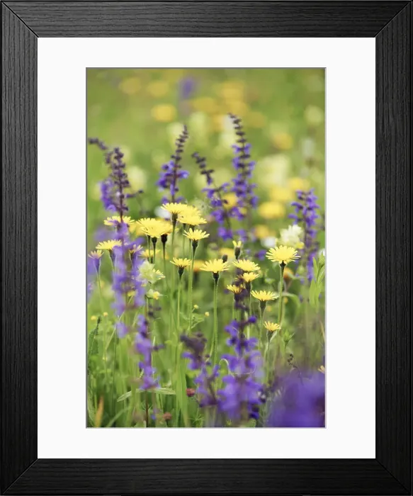 Framed Print : Flower meadow with meadow clary and hawkbit - Germany, Bavaria, Upper Bavaria, Munich Framed Print : Flower meadow with meadow clary and hawkbit - Germany, Bavaria, Upper Bavaria, Munich