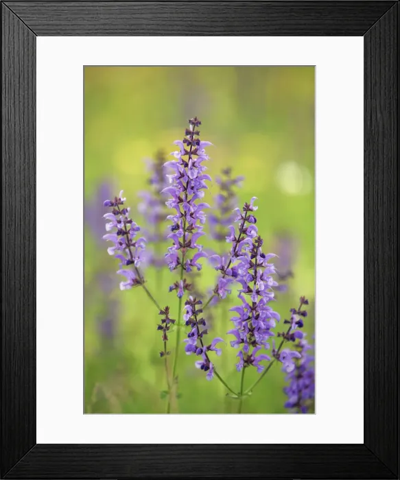 Framed Print : Meadow clary - Germany, Bavaria, Upper Bavaria, Munich, Neubiberg Framed Print : Meadow clary - Germany, Bavaria, Upper Bavaria, Munich, Neubiberg