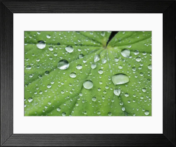 Framed Print : Waterdrop on leaf - Germany, Bavaria, Upper Bavaria, Munich, Westpark Framed Print : Waterdrop on leaf - Germany, Bavaria, Upper Bavaria, Munich, Westpark