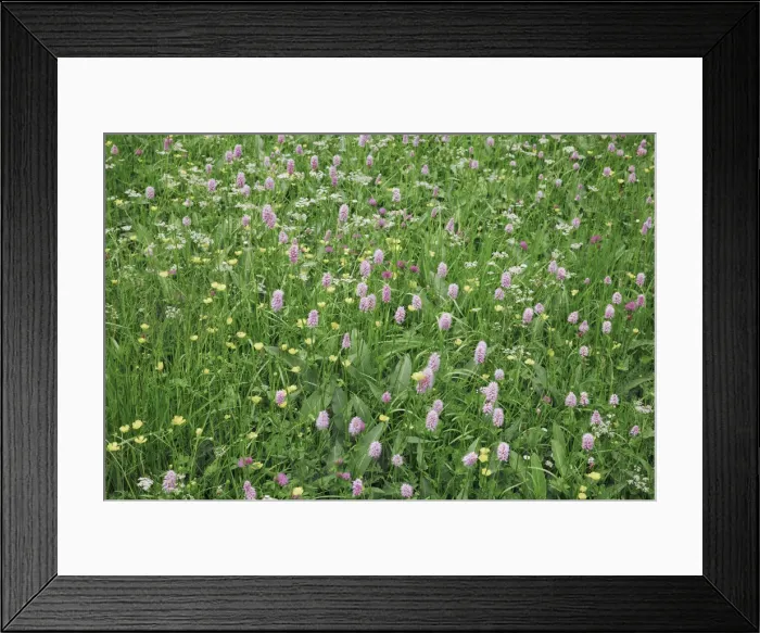 Framed Print : Flower meadow with bistort - Switzerland, Bern, Obersimmental-Saanen, Obersimmental, Lenk