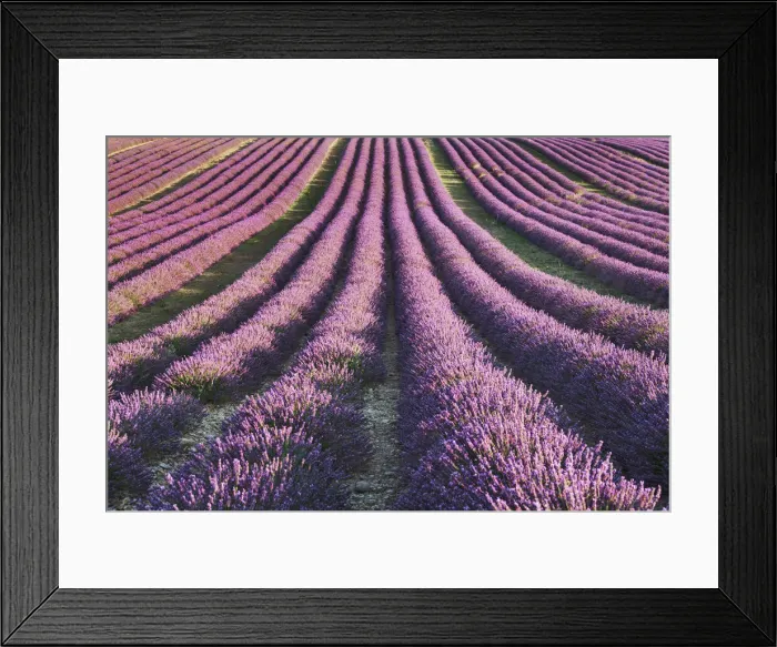 Framed Print : Lavender field - France, Provence-Alpes-Cote d Azur, Alpes de Haute Provence Framed Print : Lavender field - France, Provence-Alpes-Cote d Azur, Alpes de Haute Provence