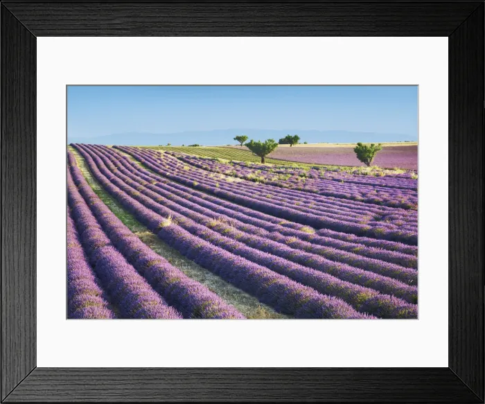 Framed Print : Lavender field and almond tree - France, Provence-Alpes-Cote d Azur Framed Print : Lavender field and almond tree - France, Provence-Alpes-Cote d Azur