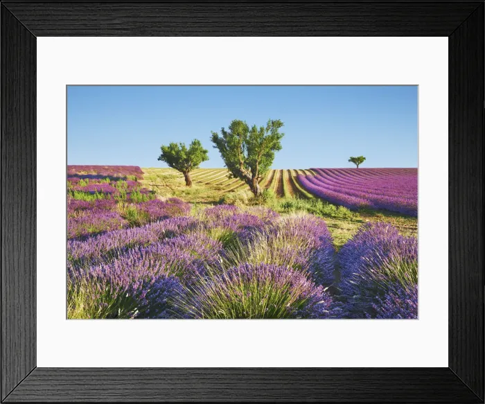 Framed Print : Lavender field and almond tree - France, Provence-Alpes-Cote d Azur Framed Print : Lavender field and almond tree - France, Provence-Alpes-Cote d Azur