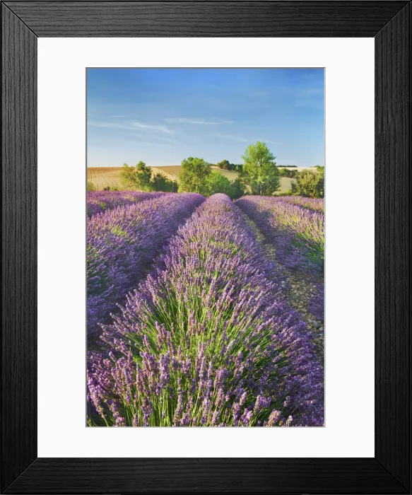 Framed Print : Lavender field - France, Provence-Alpes-Cote d Azur, Alpes de Haute Provence Framed Print : Lavender field - France, Provence-Alpes-Cote d Azur, Alpes de Haute Provence
