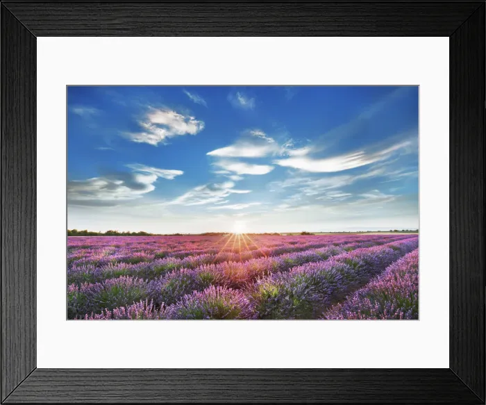 Framed Print : Lavender field - France, Provence-Alpes-Cote d Azur, Alpes de Haute Provence