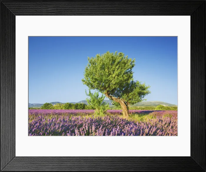 Framed Print : Lavender field and almond tree - France, Provence-Alpes-Cote d Azur Framed Print : Lavender field and almond tree - France, Provence-Alpes-Cote d Azur