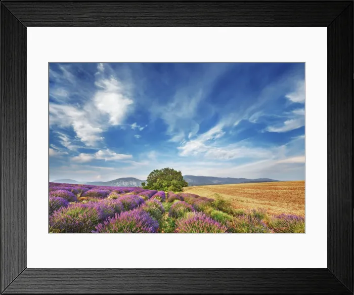 Framed Print : Lavender field - France, Provence-Alpes-Cote d Azur, Alpes de Haute Provence