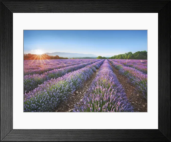 Framed Print : Lavender field - France, Provence-Alpes-Cote d Azur, Alpes de Haute Provence Framed Print : Lavender field - France, Provence-Alpes-Cote d Azur, Alpes de Haute Provence