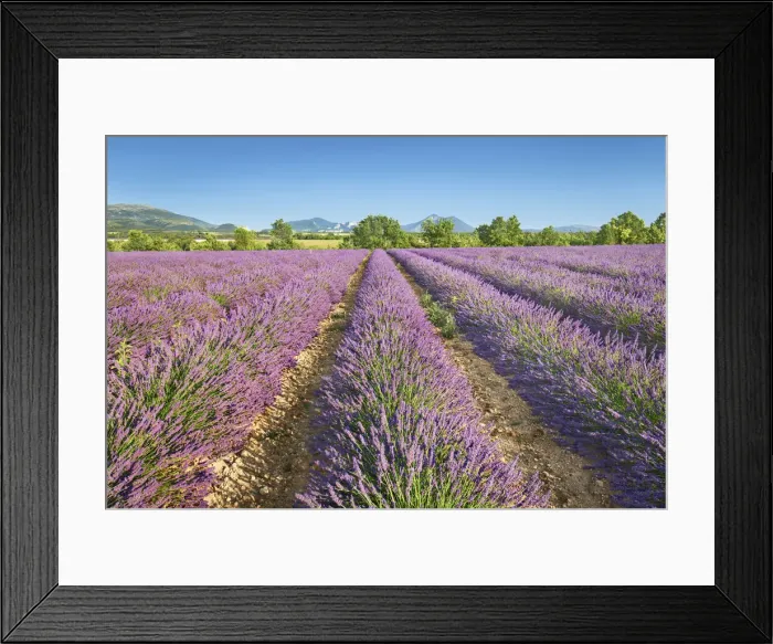 Framed Print : Lavender field - France, Provence-Alpes-Cote d Azur, Alpes de Haute Provence Framed Print : Lavender field - France, Provence-Alpes-Cote d Azur, Alpes de Haute Provence