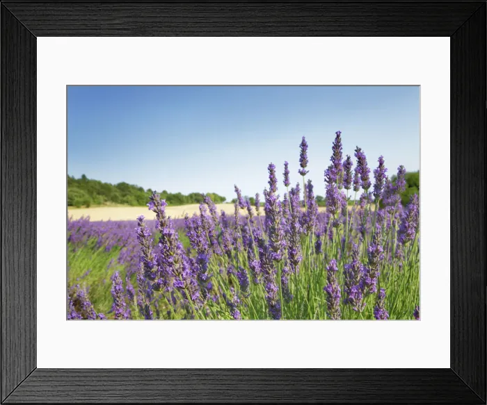 Framed Print : Lavender - France, Provence-Alpes-Cote d Azur, Alpes de Haute Provence, Forcalquier Framed Print : Lavender - France, Provence-Alpes-Cote d Azur, Alpes de Haute Provence, Forcalquier