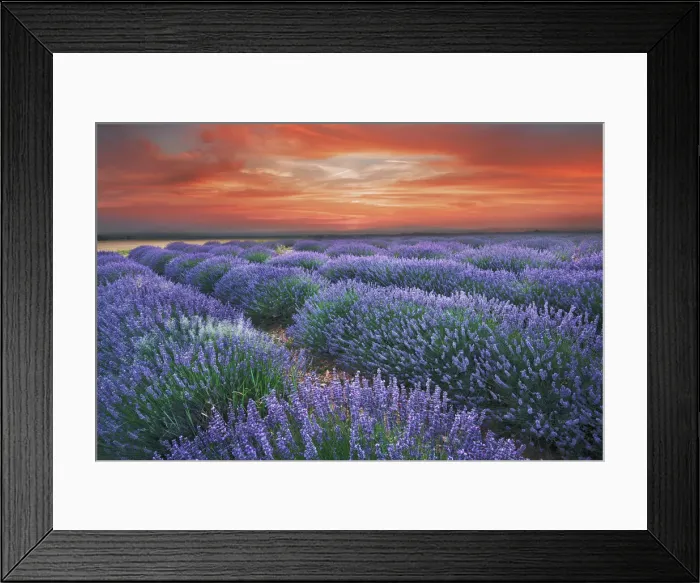 Framed Print : Lavender field - France, Provence-Alpes-Cote d Azur, Alpes de Haute Provence Framed Print : Lavender field - France, Provence-Alpes-Cote d Azur, Alpes de Haute Provence
