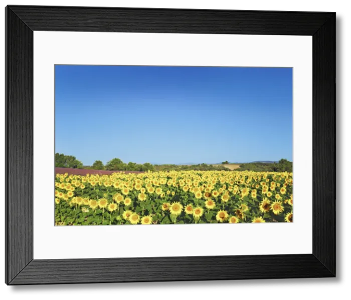 Framed Print : Sunflower field - France, Provence-Alpes-Cote d Azur, Alpes de Haute Provence Framed Print : Sunflower field - France, Provence-Alpes-Cote d Azur, Alpes de Haute Provence