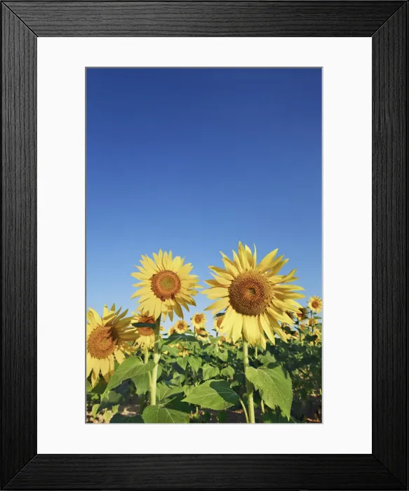 Framed Print : Sunflower field - France, Provence-Alpes-Cote d Azur, Alpes de Haute Provence Framed Print : Sunflower field - France, Provence-Alpes-Cote d Azur, Alpes de Haute Provence