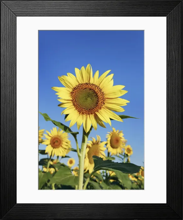 Framed Print : Sunflower field - France, Provence-Alpes-Cote d Azur, Alpes de Haute Provence