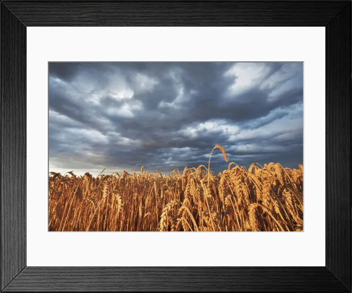 Framed Print : Wheat field and thunderstorm clouds - Germany, Bavaria, Upper Bavaria, Munich Framed Print : Wheat field and thunderstorm clouds - Germany, Bavaria, Upper Bavaria, Munich