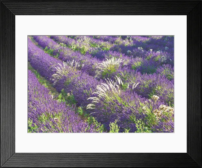 Framed Print : Lavender and grass - France, Provence-Alpes-Cote d Azur, Alpes de Haute Provence Framed Print : Lavender and grass - France, Provence-Alpes-Cote d Azur, Alpes de Haute Provence