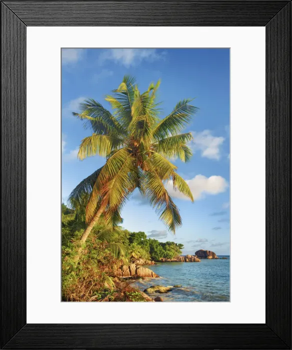 Framed Print : Coconut palm at rocky coast - Seychelles, Praslin, Anse Bateau - Indian Ocean Framed Print : Coconut palm at rocky coast - Seychelles, Praslin, Anse Bateau - Indian Ocean