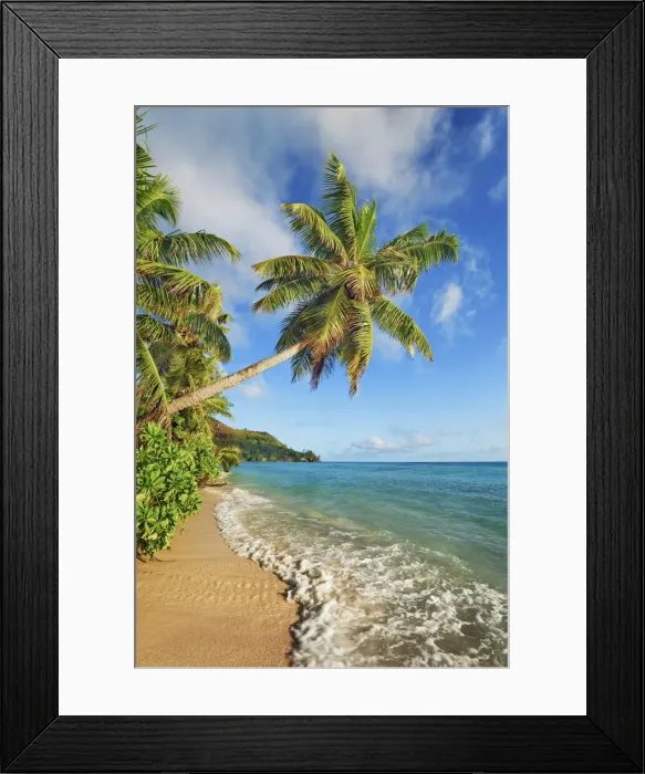 Framed Print : Coconut palm and sand beach - Seychelles, Praslin, Anse la Blague - Indian Ocean Framed Print : Coconut palm and sand beach - Seychelles, Praslin, Anse la Blague - Indian Ocean
