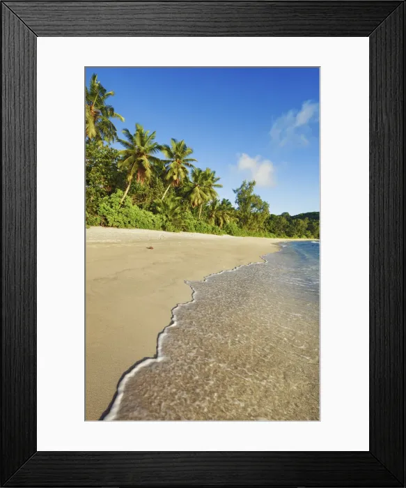 Framed Print : Coconutpalm shore at Anse Takamaka - Seychelles, Mahe, Anse Takamaka - Indian Ocean