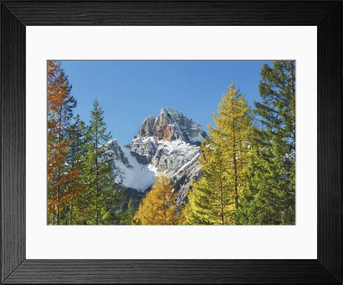 Framed Print : Mountain impression larch forest and Croda Rossa - Italy, Trentino-Alto Adige Framed Print : Mountain impression larch forest and Croda Rossa - Italy, Trentino-Alto Adige