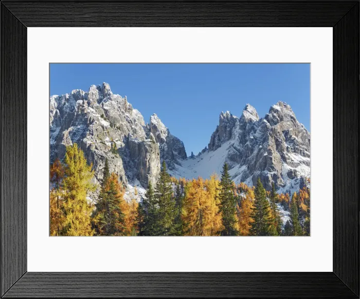 Framed Print : Mountain impression larch forest and Cadini di Misurina - Italy, Veneto, Belluno Framed Print : Mountain impression larch forest and Cadini di Misurina - Italy, Veneto, Belluno