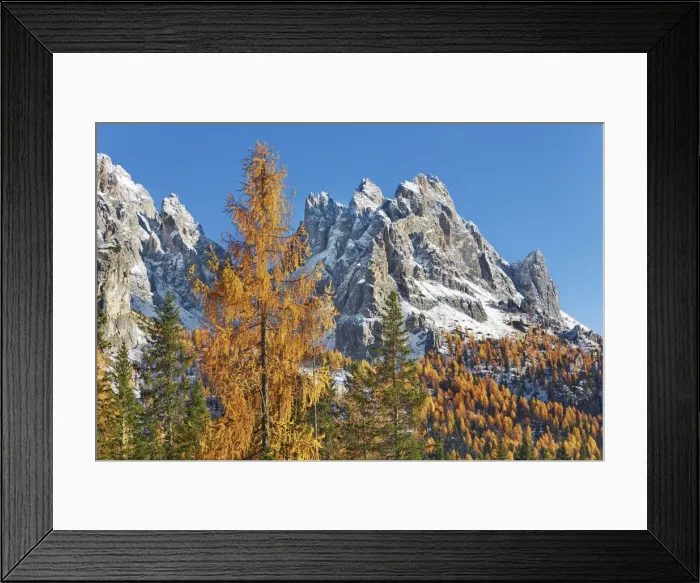 Framed Print : Mountain impression larch forest and Cadini di Misurina - Italy, Veneto, Belluno Framed Print : Mountain impression larch forest and Cadini di Misurina - Italy, Veneto, Belluno
