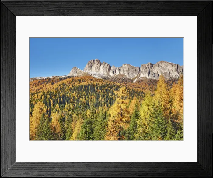 Framed Print : Mountain impression larch forest and Settsass - Italy, Veneto, Belluno