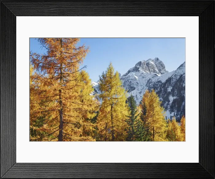 Framed Print : Mountain impression larch forest and Cimon della Stia - Italy, Trentino-Alto Adige Framed Print : Mountain impression larch forest and Cimon della Stia - Italy, Trentino-Alto Adige