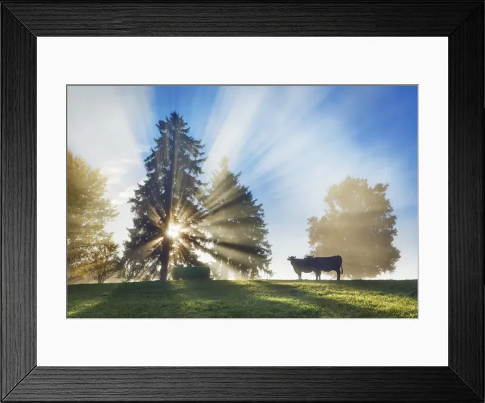 Framed Print : Sunrays in fog and cows - Germany, Bavaria, Swabia, OstAllgau, Illasbergsee - Allgau Framed Print : Sunrays in fog and cows - Germany, Bavaria, Swabia, OstAllgau, Illasbergsee - Allgau