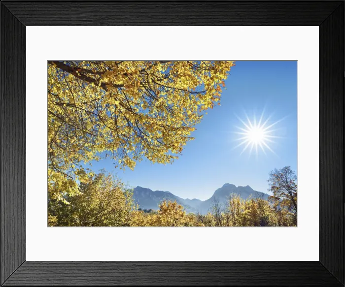 Framed Print : Lime tree and mountains - Germany, Bavaria, Swabia, OstAllgau, Fussen - Alps, Allgau Alps, Allgau Framed Print : Lime tree and mountains - Germany, Bavaria, Swabia, OstAllgau, Fussen - Alps, Allgau Alps, Allgau