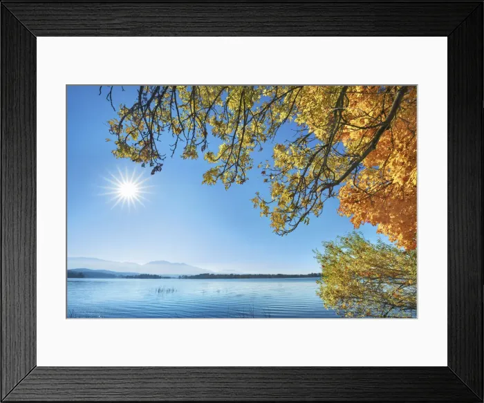 Framed Print : Ash in autumn and lake - Germany, Bavaria, Upper Bavaria, Garmisch-Partenkirchen, Uffing Framed Print : Ash in autumn and lake - Germany, Bavaria, Upper Bavaria, Garmisch-Partenkirchen, Uffing
