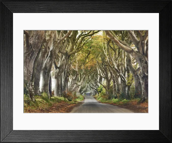 Framed Print : Beech alley - United Kingdom, Northern Ireland, Antrim, Armoy, The Dark Hedges Framed Print : Beech alley - United Kingdom, Northern Ireland, Antrim, Armoy, The Dark Hedges