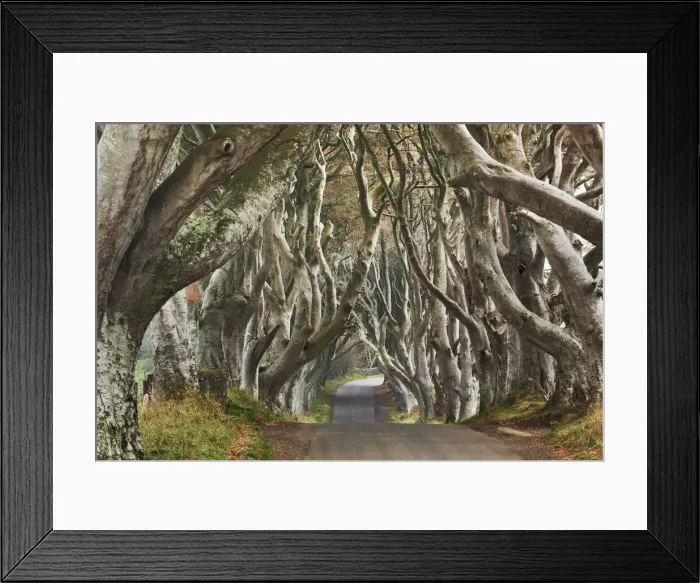 Framed Print : Beech alley - United Kingdom, Northern Ireland, Antrim, Armoy, The Dark Hedges Framed Print : Beech alley - United Kingdom, Northern Ireland, Antrim, Armoy, The Dark Hedges