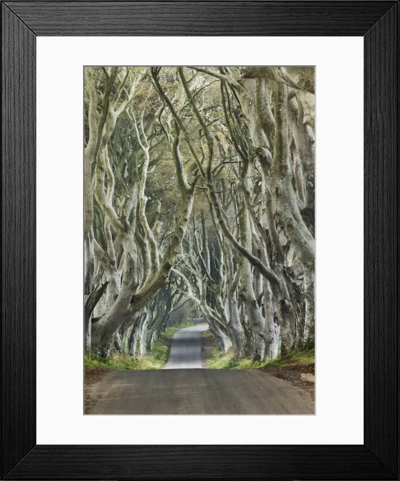 Framed Print : Beech alley - United Kingdom, Northern Ireland, Antrim, Armoy, The Dark Hedges Framed Print : Beech alley - United Kingdom, Northern Ireland, Antrim, Armoy, The Dark Hedges